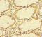 Tubulin Alpha 1b antibody, CSB-PA04189A0Rb, Cusabio, Immunohistochemistry frozen image 