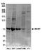 Minichromosome Maintenance Complex Component 7 antibody, NB100-252, Novus Biologicals, Western Blot image 