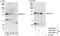 Mbs antibody, A300-888A, Bethyl Labs, Western Blot image 