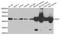 Isocitrate Dehydrogenase (NADP(+)) 2, Mitochondrial antibody, orb247844, Biorbyt, Western Blot image 