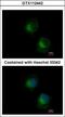 Interferon Induced Protein With Tetratricopeptide Repeats 3 antibody, GTX112442, GeneTex, Immunofluorescence image 