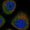 Dph4 antibody, NBP1-87969, Novus Biologicals, Immunofluorescence image 