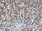 p38 MAPK antibody, LS-C174518, Lifespan Biosciences, Immunohistochemistry paraffin image 