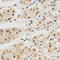 DLG Associated Protein 5 antibody, LS-C331976, Lifespan Biosciences, Immunohistochemistry frozen image 