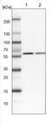 CWF19 Like Cell Cycle Control Factor 1 antibody, NBP1-83794, Novus Biologicals, Western Blot image 