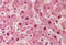 Protein Phosphatase 1 Regulatory Subunit 13 Like antibody, MBS240529, MyBioSource, Immunohistochemistry frozen image 