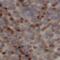 Fucose Mutarotase antibody, FNab00996, FineTest, Immunohistochemistry paraffin image 