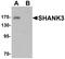 SH3 And Multiple Ankyrin Repeat Domains 3 antibody, LS-C153697, Lifespan Biosciences, Western Blot image 