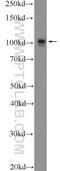 Cullin 4B antibody, 12916-1-AP, Proteintech Group, Western Blot image 