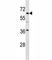 Transcription Factor Binding To IGHM Enhancer 3 antibody, F46401-0.4ML, NSJ Bioreagents, Western Blot image 