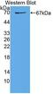 Wnt Family Member 2B antibody, abx131686, Abbexa, Western Blot image 