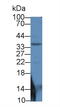 Madh7 antibody, MBS2026236, MyBioSource, Western Blot image 