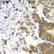 Neurofilament Light antibody, LS-C330877, Lifespan Biosciences, Immunohistochemistry frozen image 