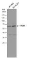 Regulator Of G Protein Signaling 7 antibody, GTX105382, GeneTex, Western Blot image 