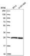 Eukaryotic Translation Initiation Factor 4E antibody, NBP2-57098, Novus Biologicals, Western Blot image 