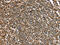 Plastin 3 antibody, CSB-PA077979, Cusabio, Immunohistochemistry frozen image 