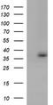 Toll Interacting Protein antibody, TA507015S, Origene, Western Blot image 
