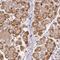Fucosyltransferase 8 antibody, NBP2-30689, Novus Biologicals, Immunohistochemistry frozen image 