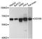 DEAD-Box Helicase 56 antibody, A9487, ABclonal Technology, Western Blot image 
