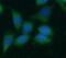 Cyclin B1 antibody, FNab02122, FineTest, Immunofluorescence image 