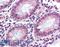 Transmembrane Serine Protease 4 antibody, LS-A9909, Lifespan Biosciences, Immunohistochemistry frozen image 