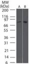 TANK Binding Kinase 1 antibody, GTX12116, GeneTex, Western Blot image 