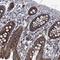 GTP Binding Protein 3, Mitochondrial antibody, NBP1-91974, Novus Biologicals, Immunohistochemistry paraffin image 