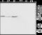 Mucolipin 2 antibody, GTX16616, GeneTex, Western Blot image 