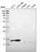 Ribosomal Protein S12 antibody, PA5-64909, Invitrogen Antibodies, Western Blot image 
