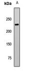 Tet Methylcytosine Dioxygenase 1 antibody, LS-C668646, Lifespan Biosciences, Western Blot image 