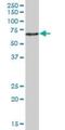 Zinc Finger Protein 480 antibody, H00147657-B01P, Novus Biologicals, Western Blot image 