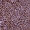 AP-5 complex subunit beta-1 antibody, HPA067880, Atlas Antibodies, Immunohistochemistry frozen image 