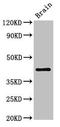 Ig delta chain C region antibody, LS-C682202, Lifespan Biosciences, Western Blot image 