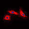 Apoptotic Peptidase Activating Factor 1 antibody, LS-C351827, Lifespan Biosciences, Immunofluorescence image 