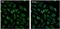 ATP Binding Cassette Subfamily D Member 3 antibody, PA1-650-A488, Invitrogen Antibodies, Immunofluorescence image 