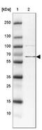Zinc Finger BED-Type Containing 5 antibody, NBP2-13533, Novus Biologicals, Western Blot image 