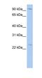 Oxysterol Binding Protein Like 8 antibody, orb325151, Biorbyt, Western Blot image 