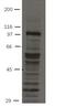 Fibroblast Growth Factor Receptor 4 antibody, MA5-18084, Invitrogen Antibodies, Western Blot image 