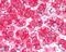 Myelin Protein Zero antibody, 45-925, ProSci, Western Blot image 