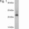 Caveolin 2 antibody, PA1-065, Invitrogen Antibodies, Western Blot image 