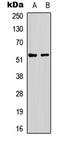 p53 antibody, LS-C368607, Lifespan Biosciences, Western Blot image 