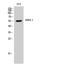 G protein-activated inward rectifier potassium channel 1 antibody, STJ93840, St John