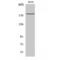 IQ Motif Containing GTPase Activating Protein 3 antibody, LS-C384168, Lifespan Biosciences, Western Blot image 