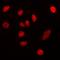 Nucleophosmin 1 antibody, orb338992, Biorbyt, Immunocytochemistry image 