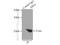 ADP Ribosylation Factor 4 antibody, 11673-1-AP, Proteintech Group, Immunoprecipitation image 