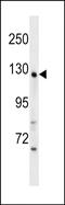 WD Repeat Domain 64 antibody, PA5-49160, Invitrogen Antibodies, Western Blot image 