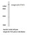 Integrin Subunit Beta 3 antibody, LS-C176080, Lifespan Biosciences, Western Blot image 