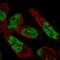 WW Domain Binding Protein 11 antibody, HPA039710, Atlas Antibodies, Immunofluorescence image 