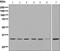 Syntaxin 3 antibody, ab133750, Abcam, Western Blot image 