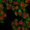 Beta-2-Microglobulin antibody, GTX34437, GeneTex, Immunofluorescence image 